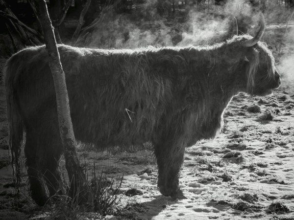 Silhouette of a highland bovine (bos taurus taurus) breathing in the cold, black and white