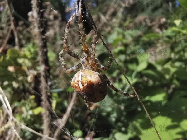 Close-up of a large brown spider garden cross spider (araneus diadematus) hanging in a web,