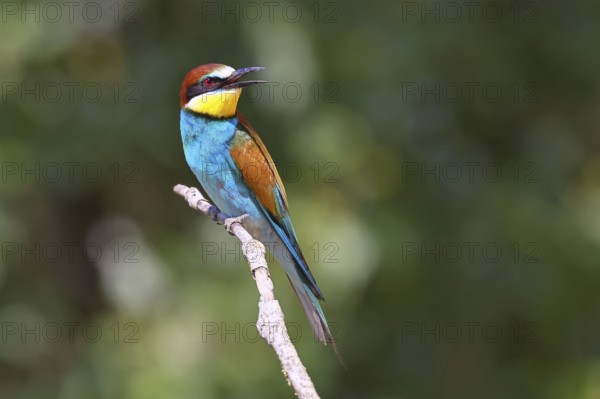 European bee-eater (Merops apiaster) sitting on a branch, Lake Neusiedl, Burgenland, Austria