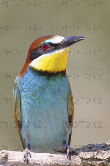 European bee-eater (Merops apiaster) sitting on a branch, animal portrait, Lake Neusiedl,