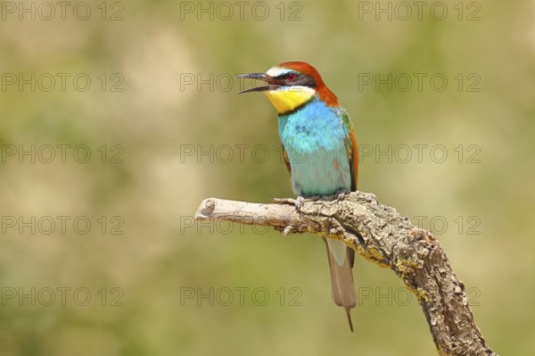 European bee-eater (Merops apiaster) sitting on a branch covered with green lichen, Lake Neusiedl,