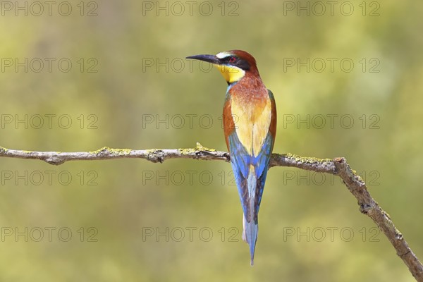 European bee-eater (Merops apiaster) sitting on a branch covered with green lichen, dorsal view,