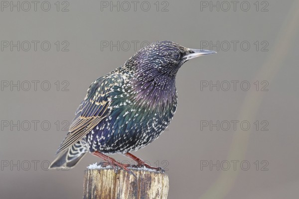 Starling (Sturnus vulgaris) adult bird in spotted winter plumage, sitting on a fence post,