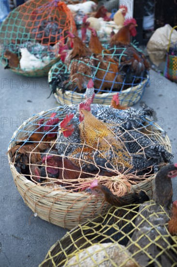 Chickens on the net for sale at the market in Sololá, Highlands, Sololá Department, Guatemala