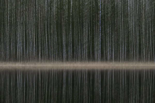 Tight standing, white-black trunks, birch forest on lakeside in winter, forest, multiple exposure,