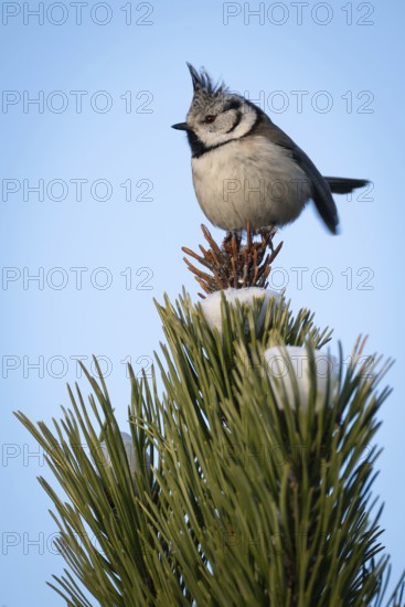 Crested Tit (Parus Scalloped ribbonfish) sitting on branch in pine tree (Pinus) in winter, Korpo or