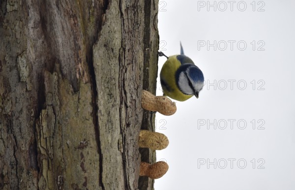 Blue tit, (Cyanistes caeruleus) picks up a whole peanut in winter, Schleswig-Holstein, Germany