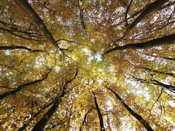 Looking up at the golden autumn leaves that filter sunlight and form a glowing sky, Frankenwald