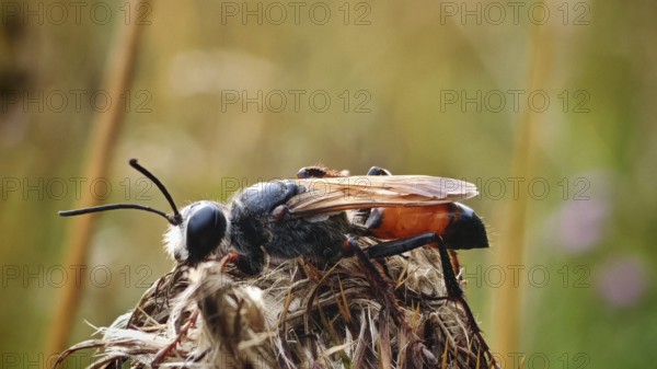 An insect, grasshopper sand wasp (Sphex funerarius) sits on a dry plant against a blurred