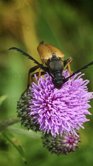 A beetle, Stictoleptura rubra, sitting on a purple flower in a close-up with green background,