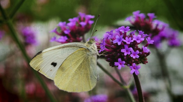 A butterfly, cabbage white butterfly (pieris rapae) resting on purple flowers of Purpletop vervain