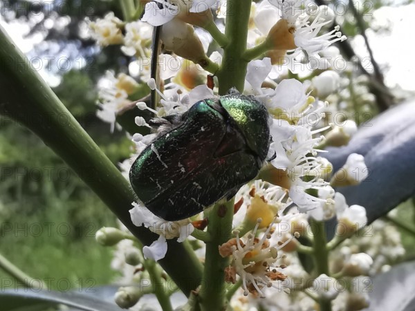 A shiny green beetle sitting on a flowering plant, rose chafer (Cetoniidae), Rennsteig, Thuringian