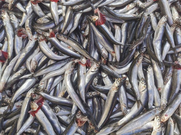 Freshly caught silver fish piled together in a large group, shiny scales, anchovies (engraulidae),