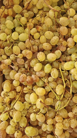 Close-up of ripe, yellow grapes (uvae) en masse, North Macedonia
