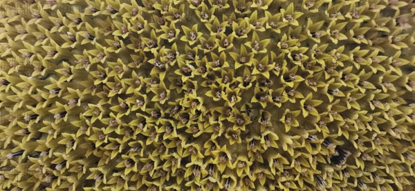 Close-up of yellow flower structures with numerous pointed shapes, sunflowers (helianthus annuus),