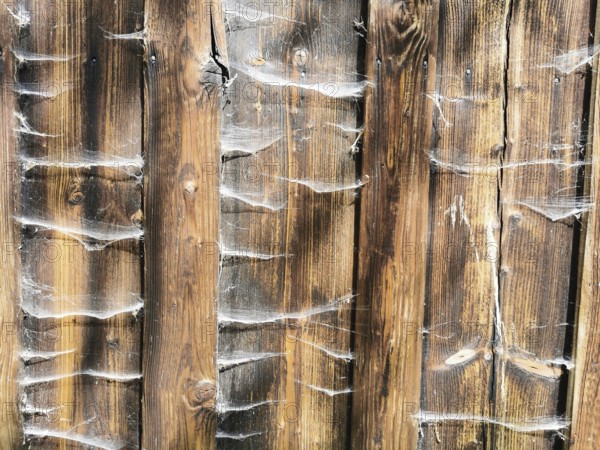 Weathered wooden planks covered with visibly old structure and cobwebs, rustic appearance,