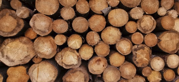 Stacks of tree trunks with various sizes and brown wood textures, Frankenwald nature park Park,