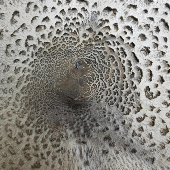 Close-up of a mushroom-like texture with concentric patterns in shades of brown, giant umbrella