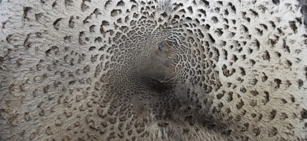 Close-up of a mushroom-like texture in brown tones with spiral patterns, giant umbrella mushroom