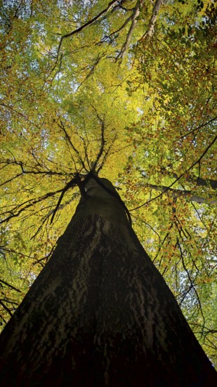 View from below of a tree in autumn colors, glowing leaves in the light, Hainich National Park,