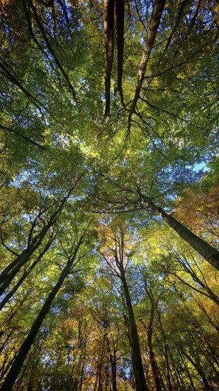 Looking up at a dense network of treetops in autumn colors under a clear sky, Hainich National