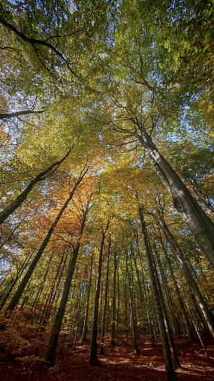 Forest trail with tall trees, the colorful autumn leaves create a warm atmosphere, Hainich National