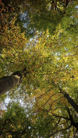 View of treetops with yellow and green leaves in forest, Hainich National Park, Germany
