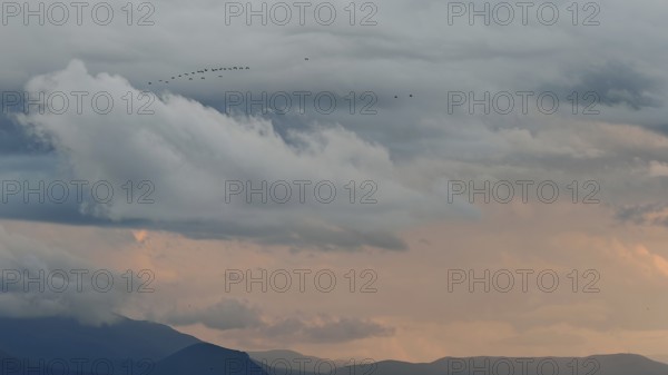 Birds against a dramatic sky with clouds and distant mountains, Lake Ohrid, North Macedonia