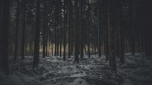 Snow-covered forest scene at dusk with shady trees and quiet, mystical atmosphere, Fichtelgebirge,