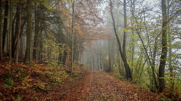 A foggy romantic forest trail with autumn leaves radiates peace and serenity, Frankenwald, Germany