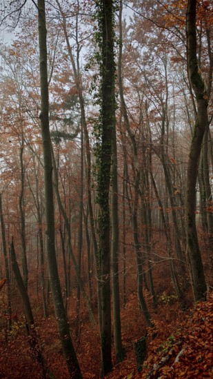 Bare trees with autumn leaves create a dreamy forest atmosphere, Frankenwald, Germany