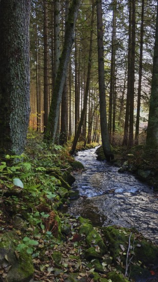 A small stream flows through a romantic green forest between tall trees, Franconian Forest