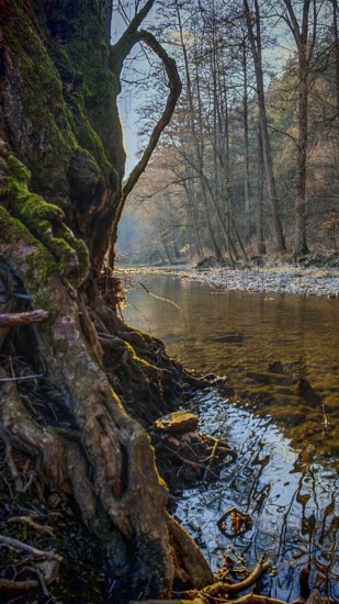 Romantic river landscape with visible roots and sunlight, surrounded by trees, Upper Franconia,