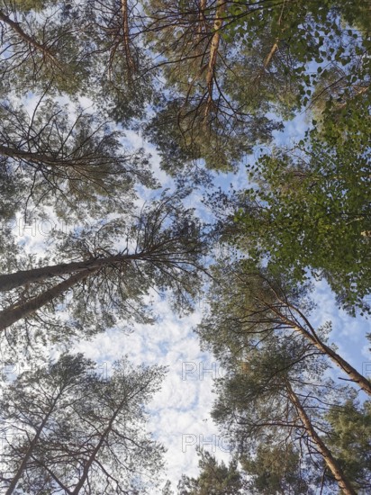 View upwards through pine treetops to the blue sky with clouds, Frankenwald, Germany