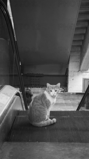 Cat sitting on an escalator in an urban setting, black and white photography