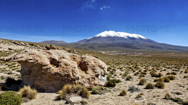 Stone and plants in front of a majestic snow-capped mountain under clear skies, The landscape of
