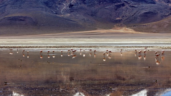 A group of flamingos stands in the water of a vast desert landscape against a mountainous backdrop,