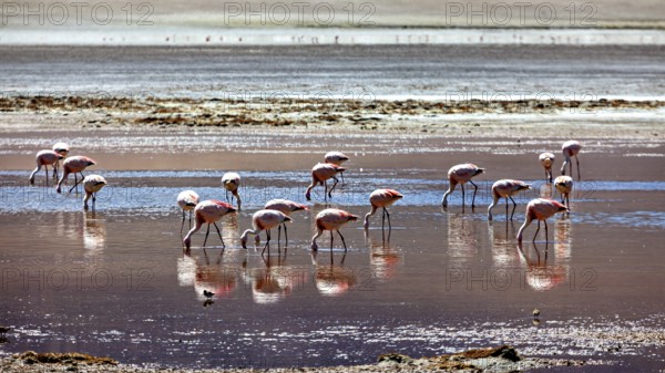 Flamingos wading in the shallow water of a desert landscape, their reflections mirrored in the