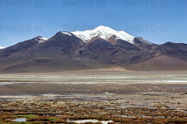 Snowy mountains with flamingos on a salt lake surrounded by quiet desert landscape, The landscape