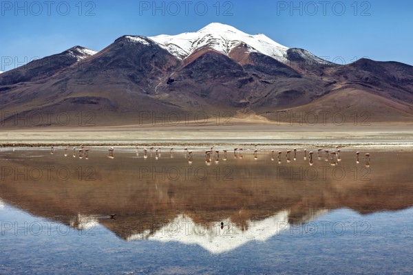 A snow-covered mountain range is reflected in a shallow lake with flamingos in a vast desert