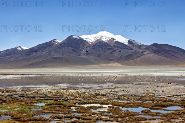 Snowy mountain and salt lake with flamingos in a peaceful, natural setting, The Altiplano landscape
