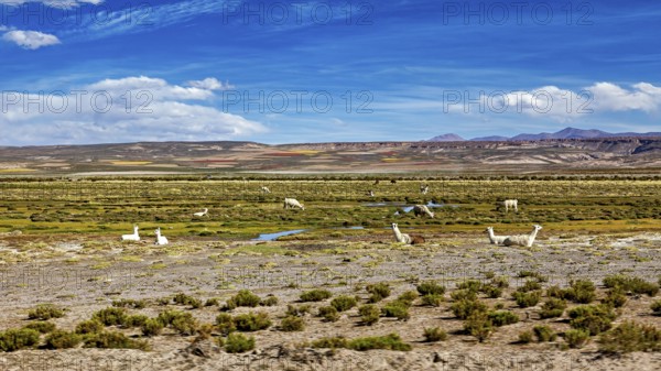 Wide pasture area with llamas in the foreground and a mountain range in the background under clear