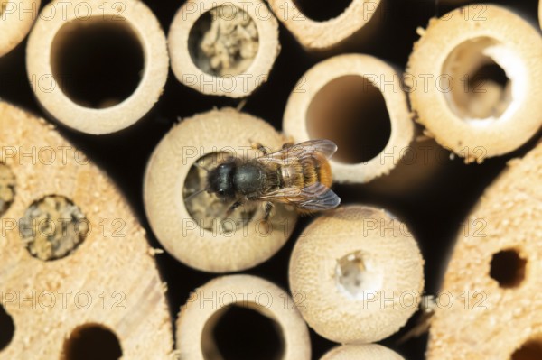 Leafcutter bee (Megachile willughbiella) adult insect on a bee or bug hotel in summer, England,