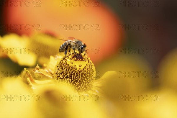 European honey bee (Apis mellifera) adult insect feeding a garden yellow Helenium flower in summer,
