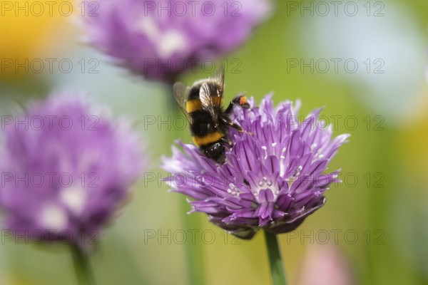 Buff tailed bumblebee (Bombus terrestris) adult bee insect feeding on a garden Chives flower in