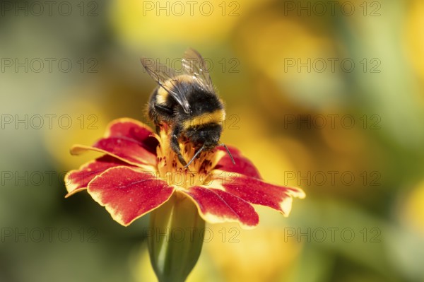 Buff tailed bumblebee (Bombus terrestris) adult bee insect feeding on a garden French marigold