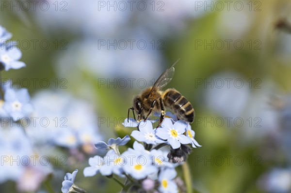 European honey bee (Apis mellifera) adult insect feeding on a garden Forget-me-not flower in