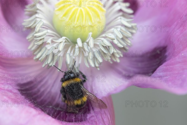 White tailed bumblebee (Bombus lucorum) adult bee insect feeding on a garden opium poppy flower in