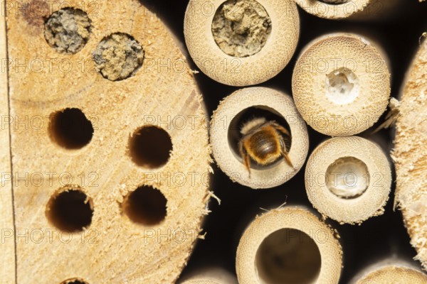 Red mason bee (Osmia bicornis) adult insect entering a hole on a bee or bug hotel in summer,
