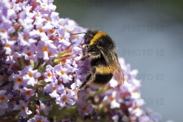 White tailed bumblebee (Bombus lucorum) adult bee insect feeding on a garden purple Buddleja or